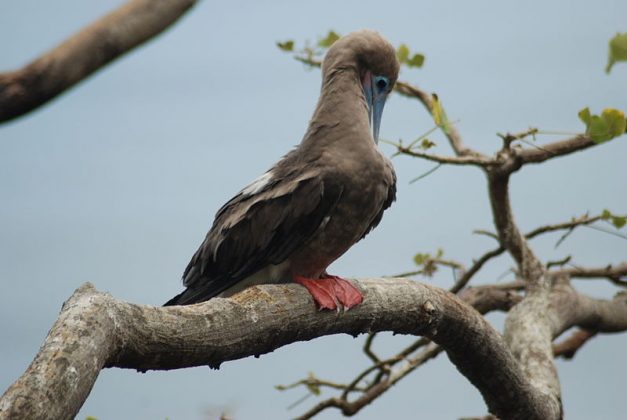 O alvo preferido são aves marinhas, como o atobá-de-pé-vermelho (Foto: Reprodução/Wikimedia Commons)