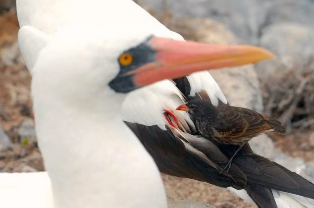 O tentilhão-vampiro possui um bico mais longo e afiado, ideal para perfurar a pele de aves (Foto: Simon Pierce/Reprodução/Galapagos Conservation Trust)