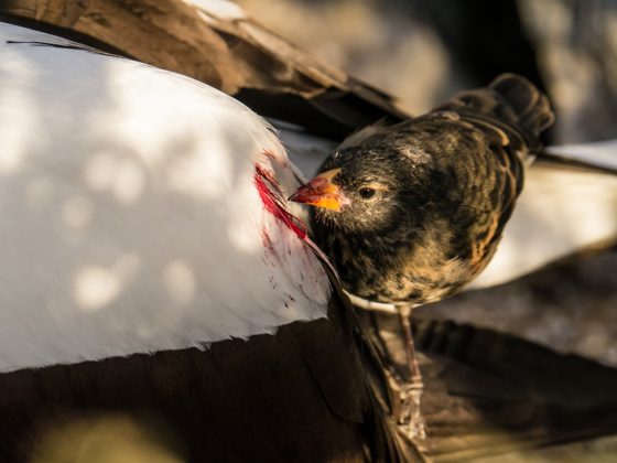 O tentilhão-vampiro pertence ao grupo dos tentilhões, conhecidos por suas adaptações evolutivas (Foto: Simon Pierce/Reprodução/Galapagos Conservation Trust)