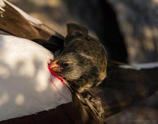 O tentilhão-vampiro adota uma estratégia alimentar inusitada: bebe sangue de outras aves (Foto: Simon Pierce/Reprodução/Galapagos Conservation Trust)