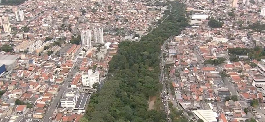 Sua meta é plantar 50 mil árvores (Foto: Reprodução/Globo)