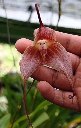 Suas flores, que se assemelham ao rosto de um macaco, evidenciam a incrível diversidade que a natureza proporciona (Foto: Reprodução/Wikimedia Commons)