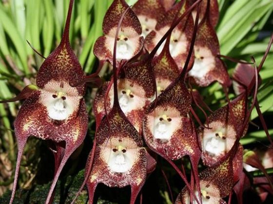 Essa planta cativa os amantes de orquídeas com sua aparência única e intrigante (Foto: Reprodução/PlantaSonya)