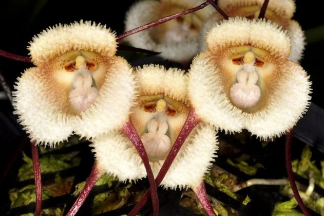 Cada flor mede aproximadamente 5 a 10 centímetros de diâmetro (Foto: Reprodução/Super Universo das Plantas)