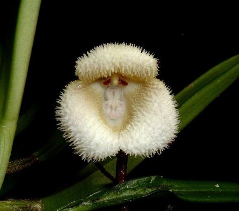 Orquídeas da família Dracula, como a Dracula simia e a Dracula saulii, são popularmente conhecidas como orquídeas "Cara de Macaco" (Foto: Reprodução/Wiki)