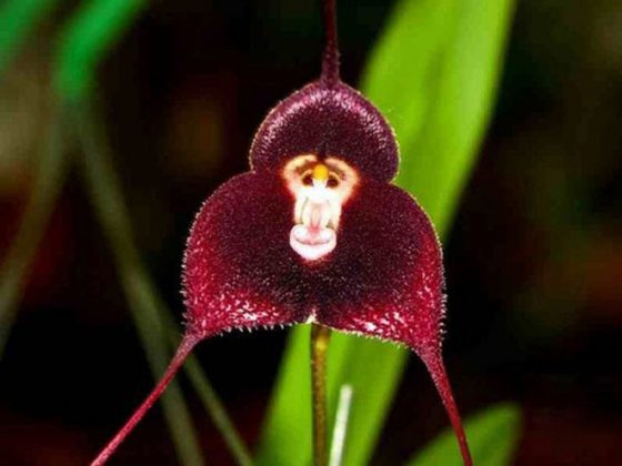 Essas plantas nativas das florestas nebulosas do Equador, Colômbia e Peru (Foto: Equipe Columbus GV)