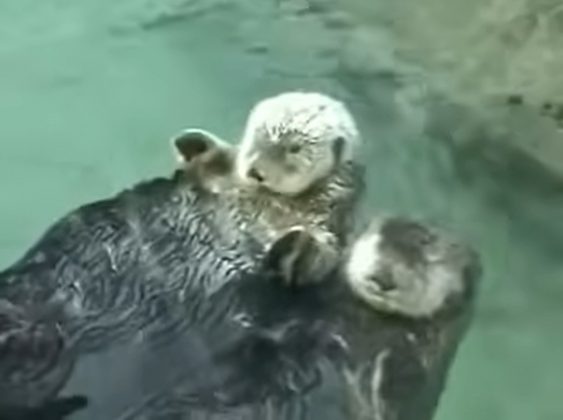 Vídeo de duas lontras marinhas de patas dadas enquanto dormiam no Aquário de Vancouver se tornou viral em 2007 (Foto: Reprodução/YouTube)