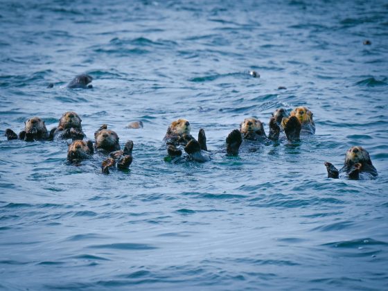 Esse comportamento, no entanto, ajuda a evitar que as lontras se afastem enquanto dormem no oceano (Foto: Pexels)