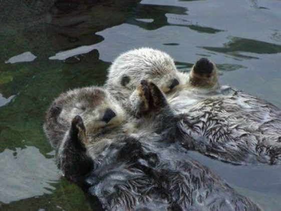 Lontras marinhas costumam dormir de mãos dadas ou se abraçando (Foto: Reprodução/YouTube)