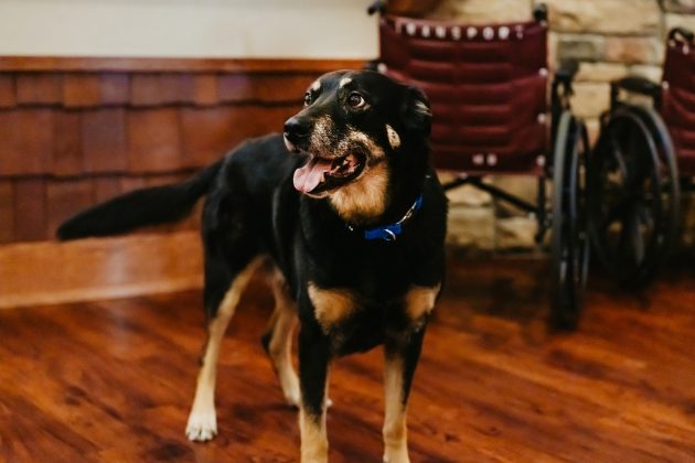 Resgatado em 2017, Scout tinha medo de estranhos (Foto: Reprodução/Facebook/Meadow Brook Medical Care Facility)