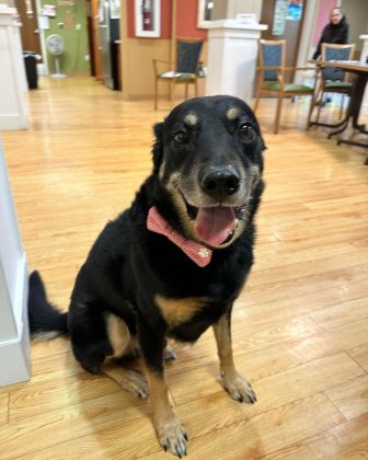 O cachorro Scout fugiu três vezes de um abrigo de animais (Foto: Reprodução/Facebook/Meadow Brook Medical Care Facility)