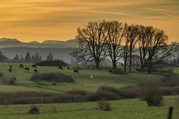 Um fenômeno inquietante assombra os fazendeiros do Oregon: as mutilações de gado (Foto: Pexels)