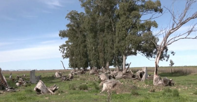 De acordo com biólogos, essas aves invadiram a cidade devido ao desmatamento nas colinas que rodeiam a região (Foto: Reprodução/El País)