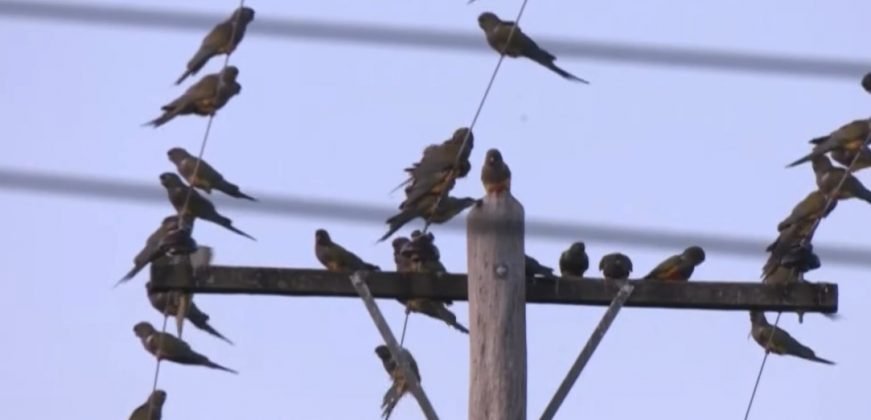 A cidade de Hilario Ascasubi, na Argentina, enfrenta um grande problema devido à invasão de papagaios (Foto: Reprodução/El País)