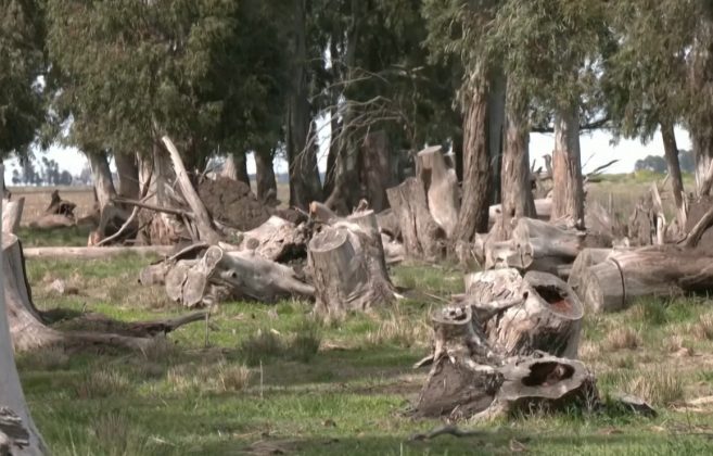 A bióloga Daiana Lera explicou que a perda gradual da área florestal está fazendo com que os papagaios se aproximem das cidades, especialmente no outono e no inverno (Foto: Reprodução/El País)