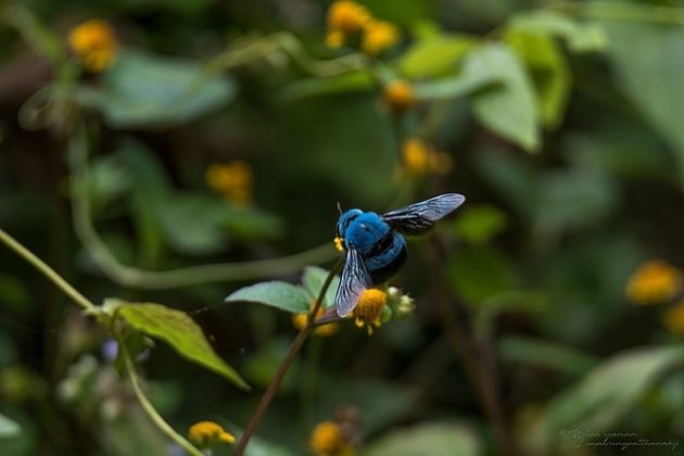 Conhecida cientificamente como Xylocopa caerulea, a abelha-carpinteira-azul se destaca pela sua coloração azul intensa e brilhante (Foto: Reprodução/Wikimedia Commons/Wich'yanan L)