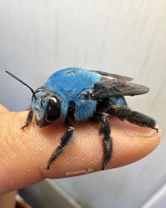 A Xylocopa caerulea pode ser encontrada no Sudeste Asiático, na Índia e no sul da China (Foto: Reprodução/Instagram/@ennisanna_fei)