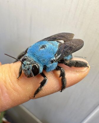 A fascinante abelha-carpinteira-azul, uma espécie difícil de encontrar (Foto: Reprodução/Instagram/@ennisanna_fei)