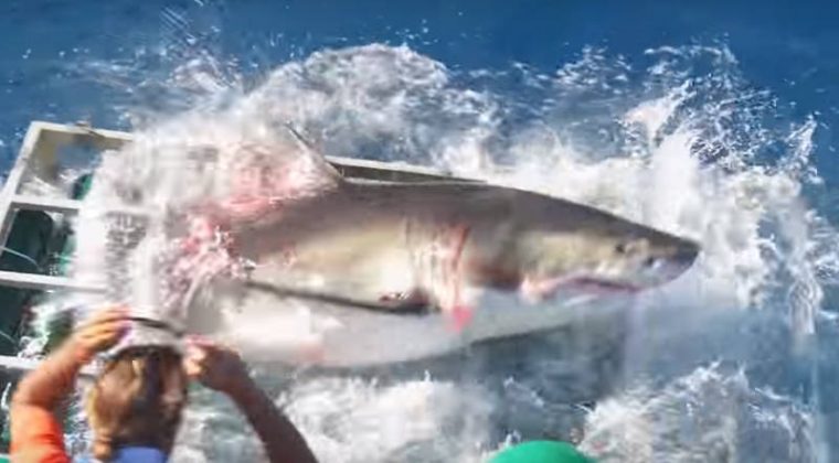 Tubarão invade gaiola e aterroriza mergulhador no México (Foto: Reprodução/YouTube)