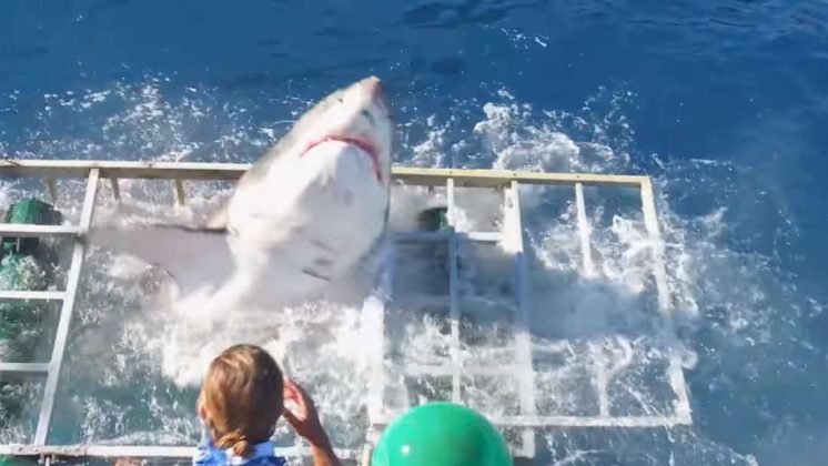 Em 2016, um mergulho na Ilha de Guadalupe, no México, quase terminou em tragédia quando o tubarão invadiu a gaiola (Foto: Reprodução/YouTube)