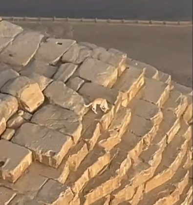 Cachorro caramelo é flagrado no topo de pirâmide no Egito (Foto: Reprodução/Instagram/@marshallmosher)