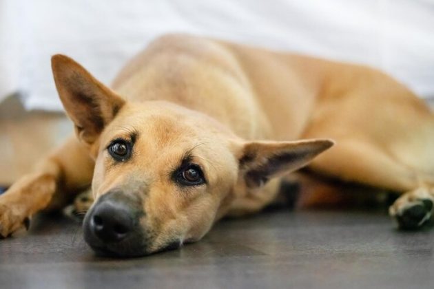 Ainda não se sabe se o cachorro foi resgatado ou como ele conseguiu subir até o topo (Foto: Freepik)