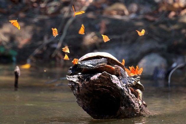 As borboletas bebem lágrimas de tartarugas como fonte alternativa de sódio (Foto: Reprodução/Wikimedia Commons)