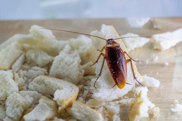 Médicos encontram barata viva em intestino de homem (Foto: Freepik)