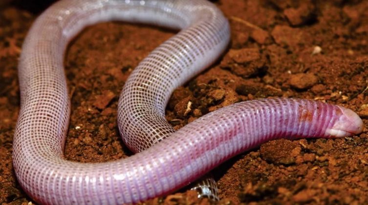 Nova espécie de cobra-de-duas-cabeças descoberta no Brasil se parece com uma "minhoca gigante" (Fonte: Ribeiro et al./ZooKeys/Divulgação)