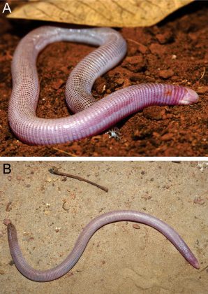 Curiosamente, em algumas regiões do Brasil, as anfisbenas são chamadas de “cobras-de-duas-cabeças” (Fonte: Ribeiro et al./ZooKeys/Divulgação)