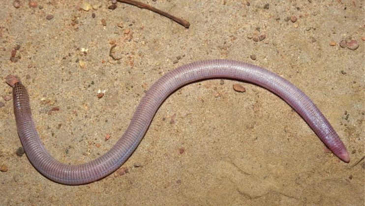 Os pesquisadores classificaram essa cobra como Amphisbaena amethysta (Fonte: Ribeiro et al./ZooKeys/Divulgação)