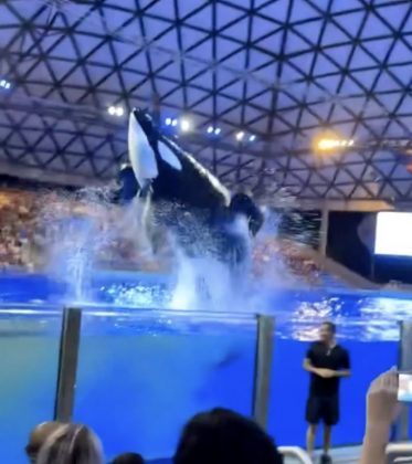 Orca dá banho de fezes em visitantes durante show em parque (Foto: Reprodução/Redes Sociais)