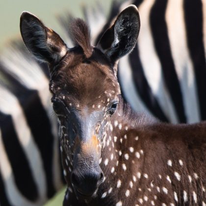 Fotos da zebra Tira, que apresenta bolinhas em vez de listras, fazem muito sucesso entre os internautas (Foto: Reprodução/Instagram/@frvnkdreams)