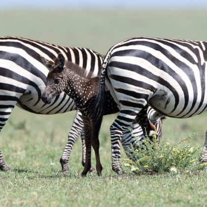 Zebra nasce com bolinhas em vez de listras devido a uma condição genética rara (Foto: Reprodução/Instagram/@frvnkdreams)