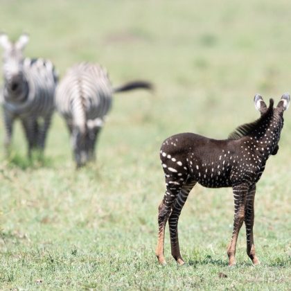 Estudos realizados na África do Sul indicam que zebras com pelagem diferente mantêm relações normais com outras zebras, incluindo o acasalamento (Foto: Reprodução/Instagram/@frvnkdreams)