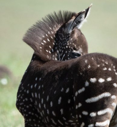 Apesar do encanto gerado pelas bolinhas de Tira, essa característica pode ser um problema para sua sobrevivência, já que as listras evoluíram para proteger as zebras contra insetos portadores de doenças (Foto: Reprodução/Instagram/@frvnkdreams)