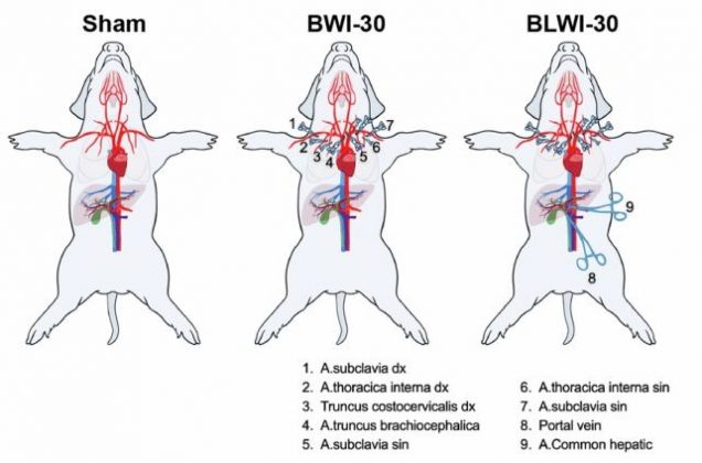 O estudo revelou que o fígado saudável desempenha um papel crucial na recuperação cerebral após uma parada cardíaca (Fonte: Guo et al., EMBO Mol. Med., 2024)