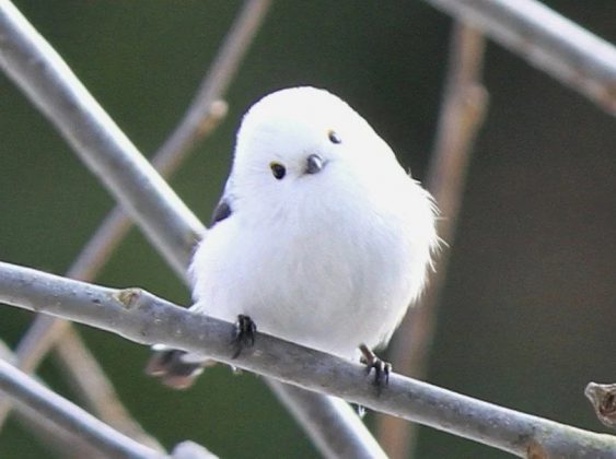 Nativo da região de Hokkaido, no Japão, ele possui uma aparência única com penas brancas, cabeça redonda e pequenos olhos negros (Foto: Reprodução/Reddit)