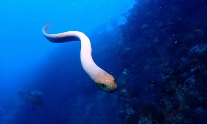 Durante as interações, as cobras marinhas enrolam suas nadadeiras ao redor dos mergulhadores e atacam os reflexos das câmeras (Foto: Jack Breedon/Scientific Reports/PA)