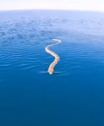 Durante a época de acasalamento, cobras marinhas podem confundir humanos com parceiros (Foto: Reprodução/YouTube)