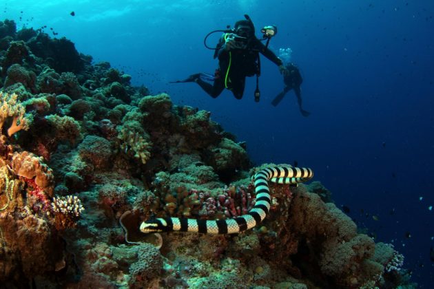 Um estudo publicado na revista Scientific Reports revelou um comportamento curioso das cobras marinhas (Foto: Pexels)