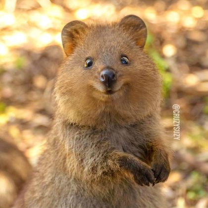 O quokka é conhecido como o "animal mais feliz do mundo" (Foto: Reprodução/Instagram/@cruzysuzy)