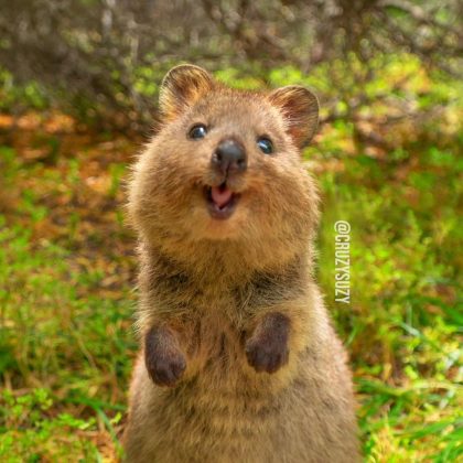 Esse marsupial mede cerca de 50 centímetros de comprimento (Foto: Reprodução/Instagram/@cruzysuzy)