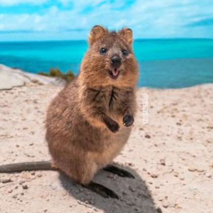 É fundamental respeitar os quokkas e manter uma distância segura (Foto: Reprodução/Instagram/@cruzysuzy)