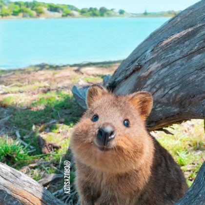 Os turistas tiram fotos de perto, tornando os quokkas os reis das selfies (Foto: Reprodução/Instagram/@cruzysuzy)