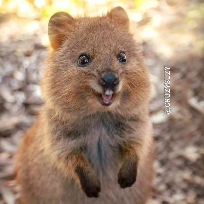 Você já viu um quokka? Descubra curiosidades sobre o "animal mais feliz do mundo" (Foto: Reprodução/Instagram/@cruzysuzy)