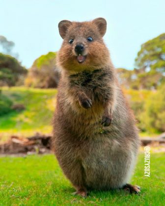 Ela busca aumentar a conscientização sobre a importância do quokka (Foto: Reprodução/Instagram/@cruzysuzy)