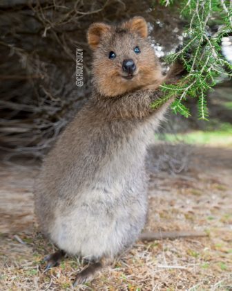 Suzana Paravac fotografa quokkas e compartilha informações sobre a espécie (Foto: Reprodução/Instagram/@cruzysuzy)