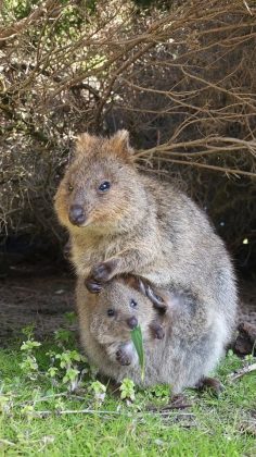 Apesar disso, o quokka é considerado vulnerável na natureza (Foto: Reprodução/Instagram/@cruzysuzy)