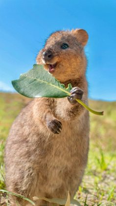 O quokka vive na Ilha de Rottnest, na Austrália, onde há a maior população da espécie (Foto: Reprodução/Instagram/@cruzysuzy)